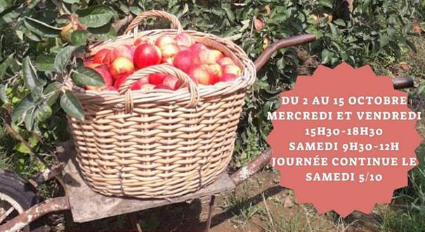 Tous à la cueillette des pommes!